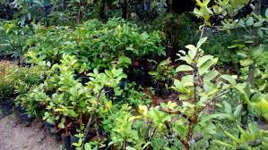 Kami menjual bambu jakarta untuk keperluan pembuatan taman. Jual Bibit Tanaman Buah Jasa Pembuatan Taman Adam Flora