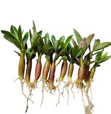 Image result for Stomatostemma monteiroae