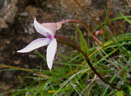 Image result for Brownleea maculata