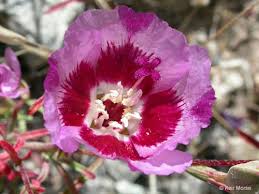 Image result for Kotschya speciosa