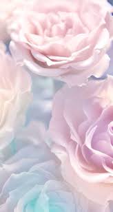 Beautiful Pink Roses Avec Images Fond D Ecran Pastel Jolis Papiers Peints Fond D Ecran Telephone