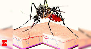 Spike In Dengue Malaria Cases A New Challenge Amid Covid In Hyderabad Hyderabad News Times Of India