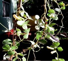 Image result for Rhynchosia totta