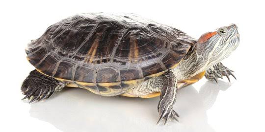 images?q=tbn:ANd9GcRD8IZPn9GoQMZGHzrCMv9c2ZbS8E1tDBLpuw&usqp=CAU