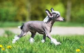 Certain dog breeds, such as the chinese crested and xoloitzcuintli, have genes for hairlessness. Hairless Dog Breeds Pawversity