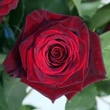 · home · about us · infrastructure · roses · markets · ecuador · contact us. Ecuador Rosen Foto Bild Sonstiges Natur Und Technik Natur Bilder Auf Fotocommunity