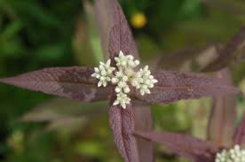 Eupatorium Perfoliatum Milk N Cookies Perennial Garden Perennials Garden