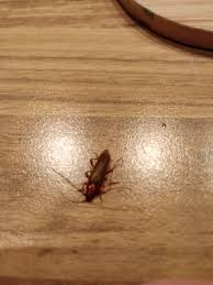 Kleine braune käfer im haus!!!!???? Ist Dieser Kafer Schadlich Insekten Schadlinge Kafer Im Haus