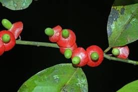 Image result for Heisteria