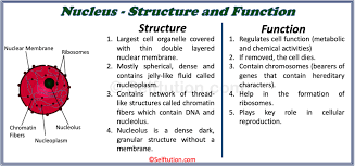 As well as the structure it has, the functions of its parts and the types of cells that you can find. Structure Of Generalized Cell Plant And Animal Selftution