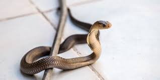 Dikutip dari situs snakedreams.org, ketika anda bermimpi tentang ular, umumnya. Ini Alasan Kucing Lebih Tahan Terhadap Gigitan Ular Ketimbang Anjing Halaman All Kompas Com