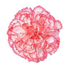 Je reviens by worth is a floral aldehyde fragrance for women.je reviens was launched in 1932. White Carnations With Red Bicolor Carnation Wedding Flowers Fresh Flowers Carnation Flower Carnations White Carnation