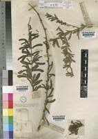 Image result for Rhigozum brevispinosum
