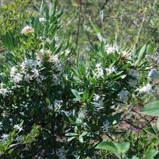 Image result for Pavetta gardeniifolia