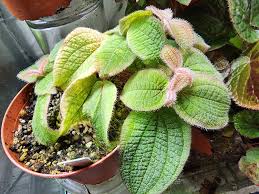 Image result for Melhania prostrata