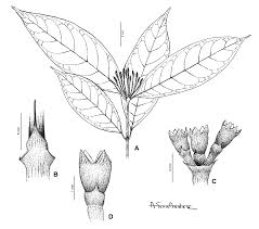 Image result for Ixora brachypoda