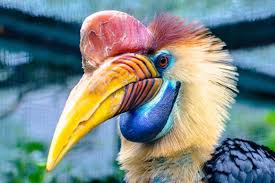 The global community for designers and creative professionals. Burung Kenyalang In Tamil