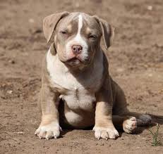 Small Dog Breeds Big Attitude Bully Breeds Dogs American Bully Pets