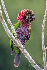 Pin On Birds