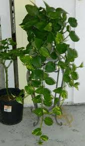 Bird Of Paradise Water Propagation How To Propagate Pothos In Soil And Water Pothos In Water Plants Propagation
