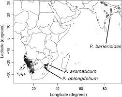 Image result for Petalidium bracteatum