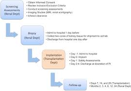 Disease management can be more successful when these associated risks are reduced. Implantation Of Autologous Selected Renal Cells In Diabetic Chronic Kidney Disease Stages 3 And 4 Clinical Experience Of A First In Human Study Kidney International Reports