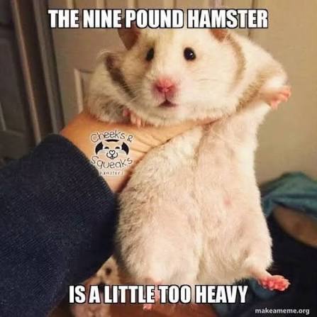 Bluegrass Memed | Facebook