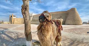 The domestication of the bactrian camel can be dated to about the same time, the. Facebook