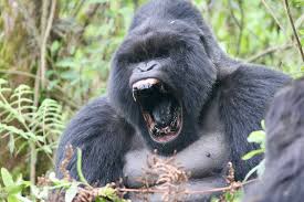 Image result for gorilla teeth