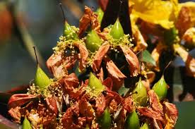 Image result for Hypericum roeperianum