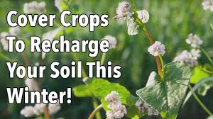 Ensuring that you are only giving your soil the best and most natural feedings. Cover Crops To Recharge Your Soil This Winter Youtube