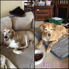 Golden retriever beagle mix puppy. Dog For Adoption Missie And Tara A Golden Retriever In Louisville Ky Petfinder