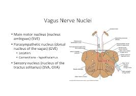 Associated nuclei and functional components of brainstem. Nucleus Ambiguus Amboss