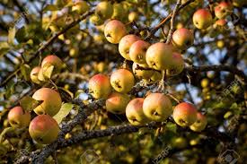 Prolific | online participant recruitment for surveys and market research quickly find research participants you can trust. Abundance Of Fruits In The Prolific Year For Apples Stock Photo Picture And Royalty Free Image Image 6529974
