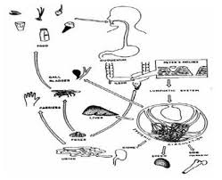 Typhoid Fever Infection Landscapes