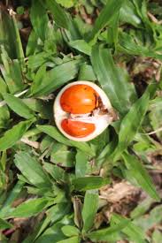 Image result for Aphanamixis