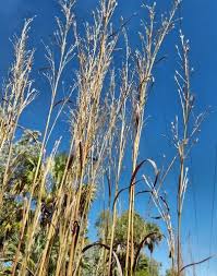 Image result for Andropogon pseudapricus