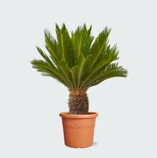 Image result for Cycas