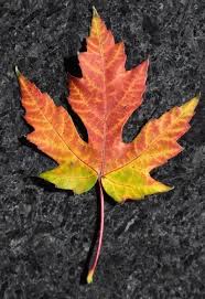 A collection of the top 52 maple wallpapers and backgrounds available for download for free. Amazing Maple Leaves Woods And Water Autumn Leaves Art Leaf Photography Painted Leaves