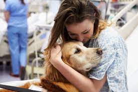 Therapy Dogs In Hospitals How They Might Help Patients