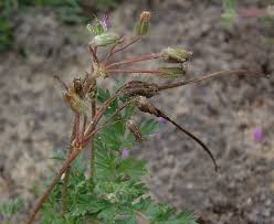 Image result for Geraniaceae