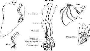 Homology Definition Examples Study Com