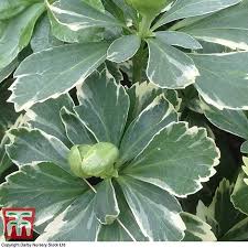 Japanese pachysandra, japanese spurge, pachysandra. Pachysandra Terminalis Variegata Thompson Morgan