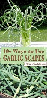 10 Ways To Use Garlic Scapes Garlic Scapes Scape Recipe Garlic