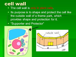 We did not find results for: What Are Cell Parts And Their Functions Ppt Video Online Download