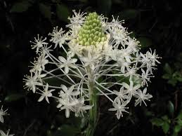 Image result for Xerophyta eylesii