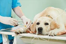 Companion animal clinic & pet resort is a premier one stop pet care facility featuring veterinary medical care, boarding, doggy daycare and grooming. Pet Care Services Post Falls Id Emergency Pet Care