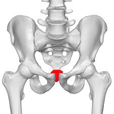 The tailbone is the connecting point for many pelvic floor muscles. A Tailbone Of Two Injuries Revitalize Physical Therapy