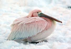 Animal News Albino Animals Animals Beautiful Pet Birds