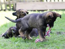 German shepherd labor can last between 6 and 18 hours on average depending on the size of the litter and her experience. How Much Is A German Shepherd Without Papers Worth
